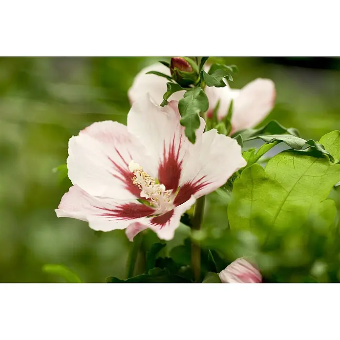 Pflanzen für dich Garteneibisch Garteneibisch - Hibiscus syriacus 'Hamabo', Aktuelle Wuchshöhe: 80 cm - 100 cm - Weiße Hibiskusblüte mit roten Streifen und sichtbaren Staubgefäßen.