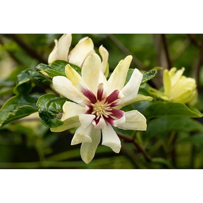 Pflanzen für dich Blumen-Hartriegel 60-80 cm - Calycanthus x raulstonii 'Venus', Aktuelle Wuchshöhe: 60 cm - 80 cm, Weiß - Cremeweiße Blüte mit bordeauxrotem Zentrum, umgeben von glänzenden grünen Blättern.
