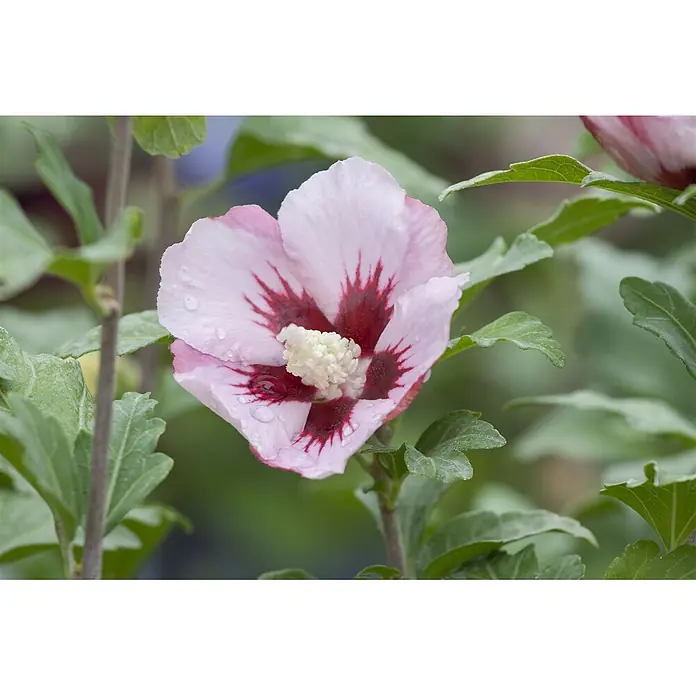 Pflanzen für dich Garteneibisch Garteneibisch - Hibiscus syriacus 'Hamabo', Aktuelle Wuchshöhe: 80 cm - 100 cm - Hellrosa Hibiskusblüte mit dunkelrotem Zentrum und Wassertropfen auf den Blütenblättern.