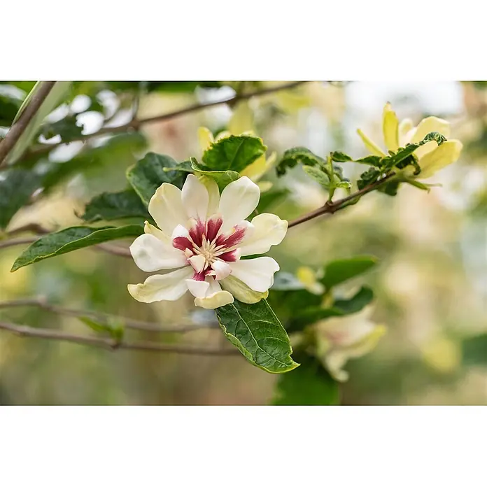 Pflanzen für dich Blumen-Hartriegel 60-80 cm - Calycanthus x raulstonii 'Venus', Aktuelle Wuchshöhe: 60 cm - 80 cm, Weiß - Weiße und tiefrote Blüte mit gelben Blütenblattspitzen an einem grünen Blattzweig.