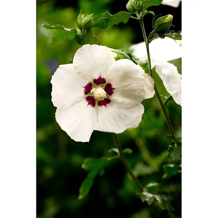 Pflanzen für dich Garteneibisch Garteneibisch - Hibiscus syriacus 'Hamabo', Aktuelle Wuchshöhe: 80 cm - 100 cm - Weiß blühende Hibiskusblüte mit leuchtend dunkelroter Mitte und markanten gelben Staubgefäßen.