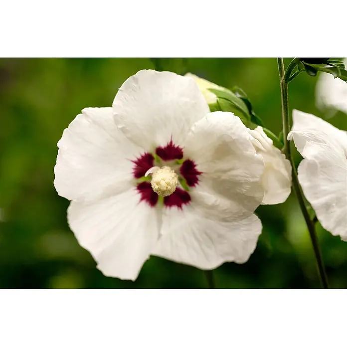 Pflanzen für dich Garteneibisch Garteneibisch - Hibiscus syriacus 'Hamabo', Aktuelle Wuchshöhe: 80 cm - 100 cm - Weiße Garteneibischblüte mit dunkelrotem Zentrum und gelbem Stempel.