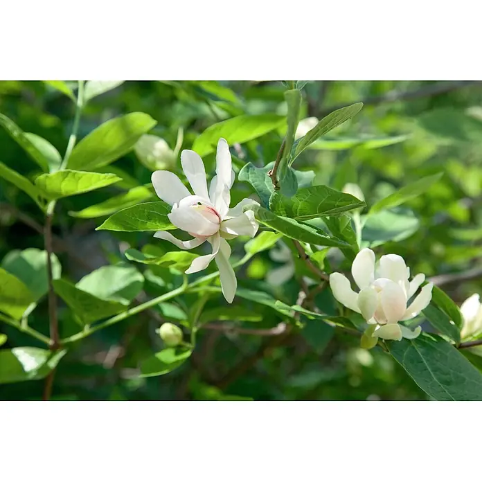 Pflanzen für dich Blumen-Hartriegel 60-80 cm - Calycanthus x raulstonii 'Venus', Aktuelle Wuchshöhe: 60 cm - 80 cm, Weiß - Zwei weiße, sternförmige Blüten mit zarten Blütenblättern und einem Hauch Rosa im Zentrum.