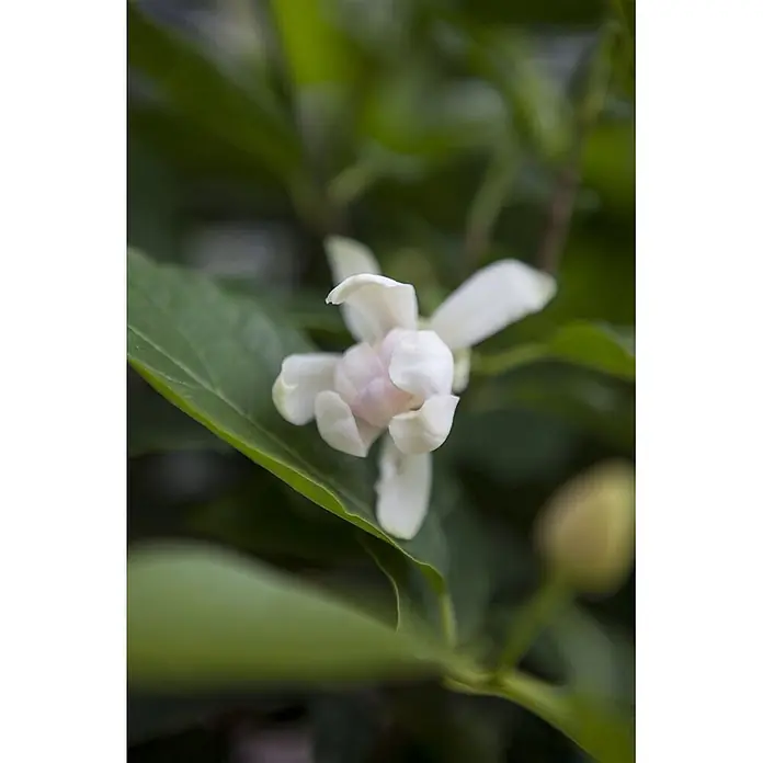 Pflanzen für dich Blumen-Hartriegel 60-80 cm - Calycanthus x raulstonii 'Venus', Aktuelle Wuchshöhe: 60 cm - 80 cm, Weiß - Teilweise geöffnete weiße Blüte mit rosafarbener Mitte, umgeben von grünen Blättern, mit einer unscharfen Knospe.