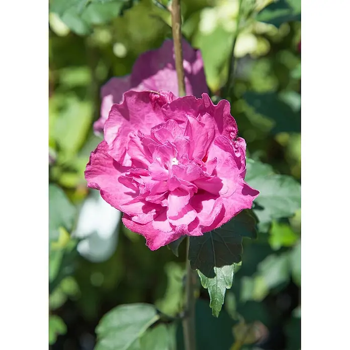 Pflanzen für dich Garteneibisch 40-60 cm - Hibiscus syriacus 'Purple Ruffles', Aktuelle Wuchshöhe: 40 cm - 60 cm - Lebhafte rosa gefüllte Blüte mit Rüschenblättern.