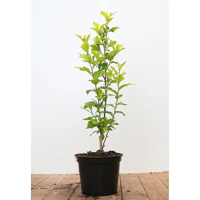 Pflanzen für dich Garteneibisch 40-60 cm - Hibiscus syriacus 'Marina', Aktuelle Wuchshöhe: 40 cm - 60 cm - Hohe, belaubte Grünpflanze mit mehreren Stängeln in einem schwarzen Plastiktopf.