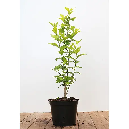 Pflanzen für dich  Garteneibisch 40-60 cm