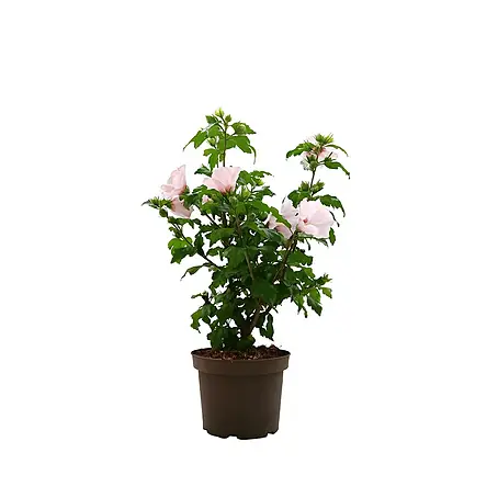 Pflanzen für dich  Garteneibisch 40-60 cm