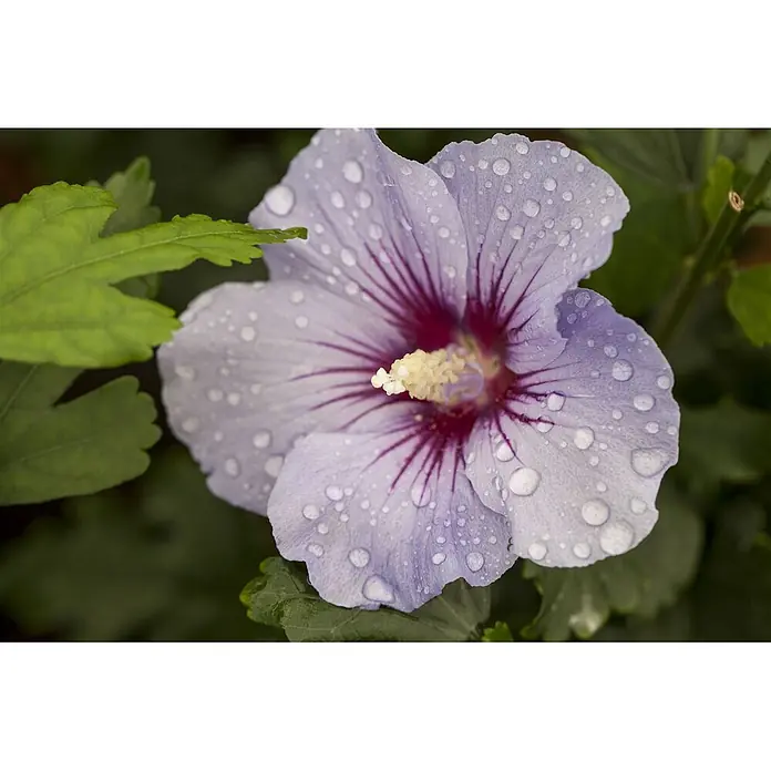 Pflanzen für dich Garteneibisch 40-60 cm - Hibiscus syriacus 'Marina', Aktuelle Wuchshöhe: 40 cm - 60 cm - Eine hellviolette Blüte mit dunkelroter Mitte und gelben Staubgefäßen, bedeckt mit glitzernden Wassertropfen.