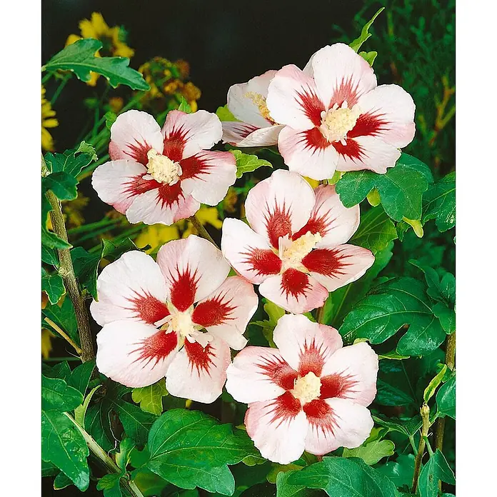 Pflanzen für dich Garteneibisch 40-60 cm - Hibiscus syriacus 'Mathilda', Aktuelle Wuchshöhe: 40 cm - 60 cm - Weiße Blüten mit rot gestreiften Zentren und gelben Staubgefäßen, blühend an einer belaubten Pflanze.