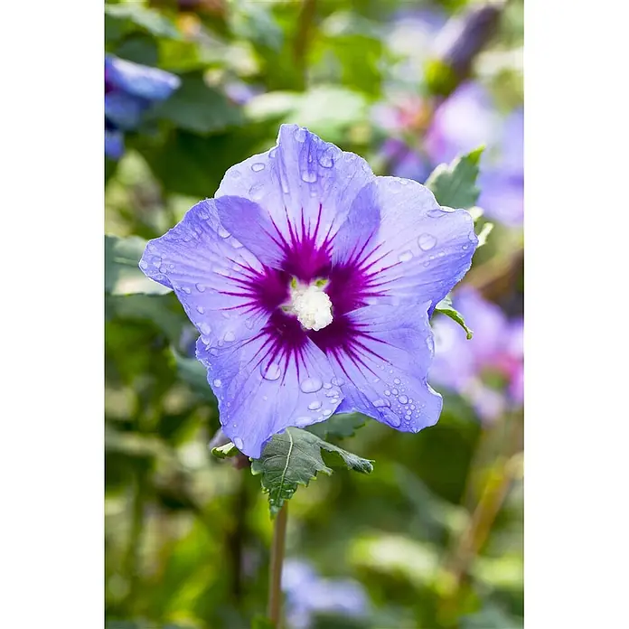 Pflanzen für dich Garteneibisch 40-60 cm - Hibiscus syriacus 'Marina', Aktuelle Wuchshöhe: 40 cm - 60 cm - Leuchtend blau-violette Blume mit dunkelmagentafarbenem Zentrum, bedeckt mit Wassertropfen.