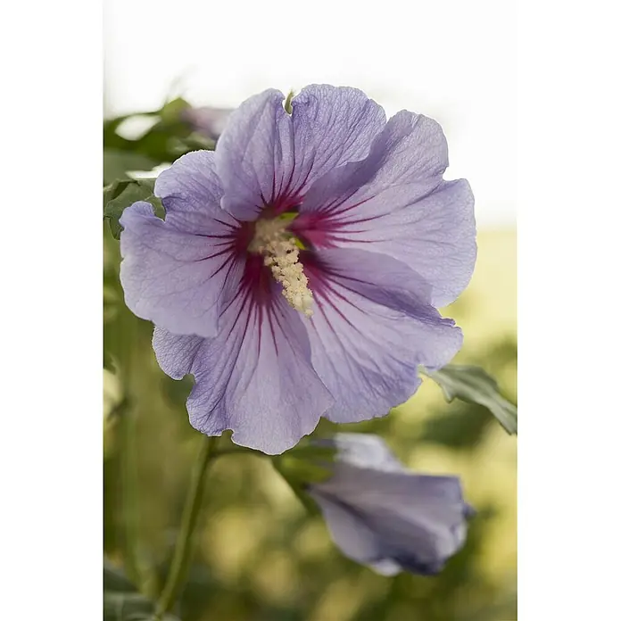 Pflanzen für dich Garteneibisch 40-60 cm - Hibiscus syriacus 'Marina', Aktuelle Wuchshöhe: 40 cm - 60 cm - Hellviolette Blume mit tiefrosa Adern und cremegelbem Zentrum.
