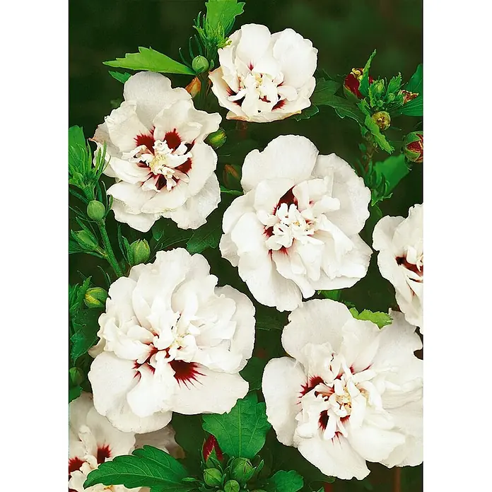 Pflanzen für dich Garteneibisch 40-60 cm - Hibiscus syriacus 'Lady Stanley', Aktuelle Wuchshöhe: 40 cm - 60 cm - Mehrere weiße Hibiskusblüten mit roten Zentren.