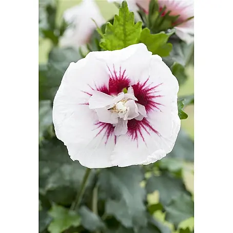 Pflanzen für dich  Garteneibisch 60-80 cm