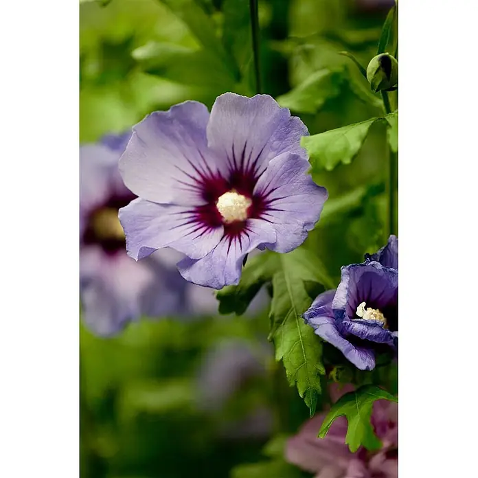 Pflanzen für dich Garteneibisch 40-60 cm - Hibiscus syriacus 'Marina', Aktuelle Wuchshöhe: 40 cm - 60 cm - Lebendige lila Hibiskusblüten mit dunklen Zentren und gelben Staubgefäßen, inklusive einer Knospe.