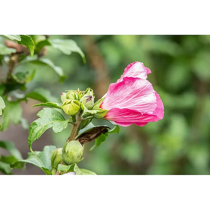 Pflanzen für dich Garteneibisch 40-60 cm - Hibiscus syriacus 'Lady Stanley', Aktuelle Wuchshöhe: 40 cm - 60 cm - Eine leuchtend rosa Blume, teilweise geöffnet, an einem Stiel mit mehreren grünen Knospen.