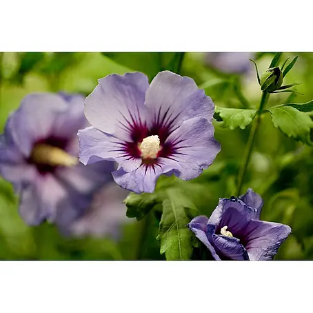 Pflanzen für dich  Garteneibisch 60-80 cm