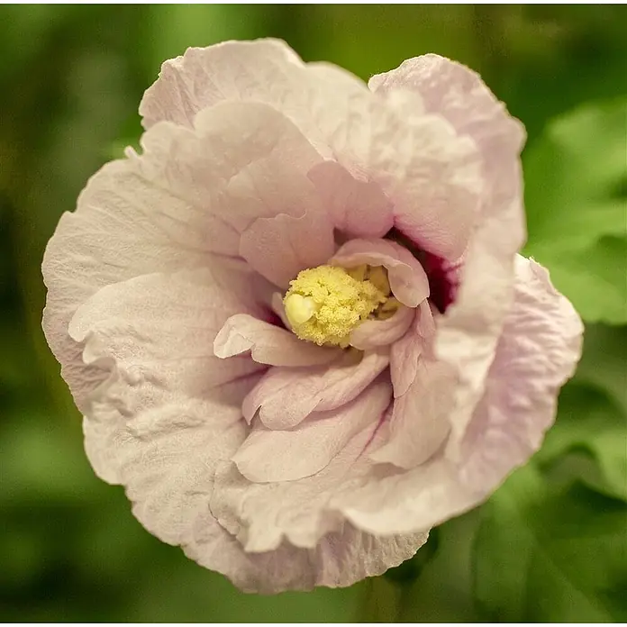 Pflanzen für dich Garteneibisch 40-50 cm - Hibiscus syriacus 'Pink Chiffon', Aktuelle Wuchshöhe: 40 cm - 50 cm - Hellrosa Hibiskusblüte mit markanter gelber Mitte.