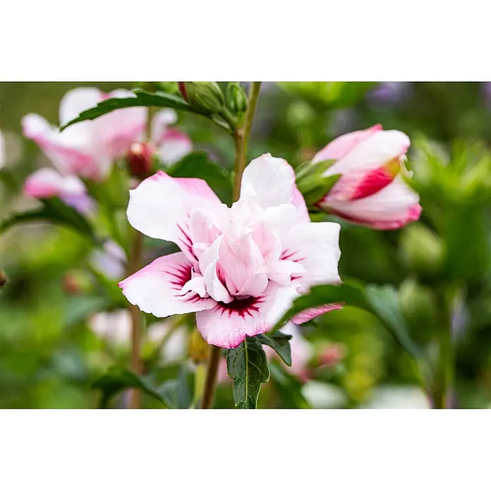 Pflanzen für dich Garteneibisch 40-60 cm - Hibiscus syriacus 'Lady Stanley', Aktuelle Wuchshöhe: 40 cm - 60 cm - Hellrosa Hibiskusblüte mit dunkelrosa Adern und dunklem Zentrum, blühend.