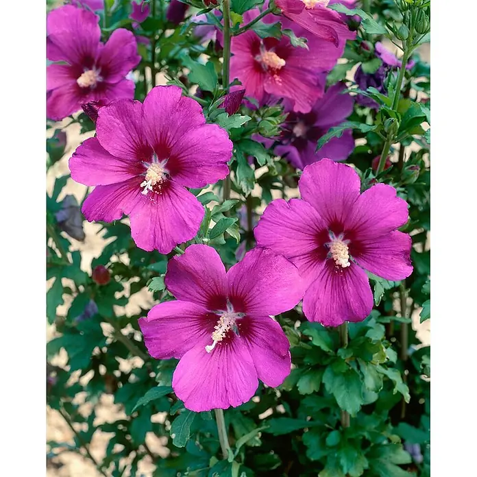 Pflanzen für dich Garteneibisch 60-80 cm - Hibiscus syriacus 'Russian Violet', Aktuelle Wuchshöhe: 60 cm - 80 cm - Leuchtend magentafarbene Hibiskusblüten an einer Pflanze.