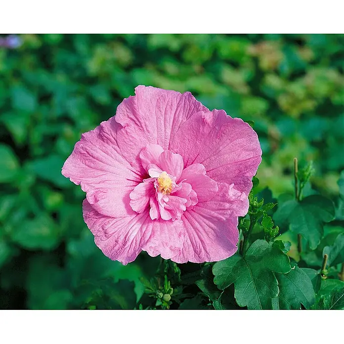 Pflanzen für dich Garteneibisch 60-80 cm - Hibiscus syriacus 'Lavender Chiffon', Aktuelle Wuchshöhe: 60 cm - 80 cm - Eine leuchtend rosa gefüllte Hibiskusblüte, voll erblüht, mit gelbem Zentrum.