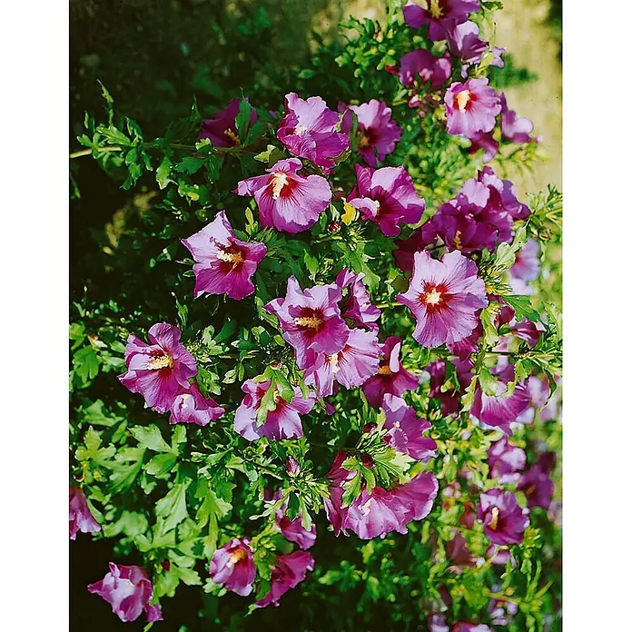 Pflanzen für dich Garteneibisch 60-80 cm - Hibiscus syriacus 'Russian Violet', Aktuelle Wuchshöhe: 60 cm - 80 cm - Leuchtend violette Hibiskusblüten mit roten und gelben Zentren blühen an einem grünen, belaubten Busch.
