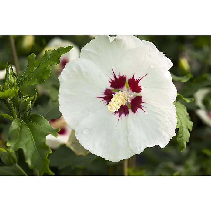 Pflanzen für dich Garteneibisch Garteneibisch - Hibiscus syriacus 'Red Heart', Aktuelle Wuchshöhe: 80 cm - 100 cm - Weiße Hibiskusblüte in voller Blüte mit dunkelrotem Zentrum, umgeben von grünen Blättern und Knospen, mit sichtbaren Wassertropfen.