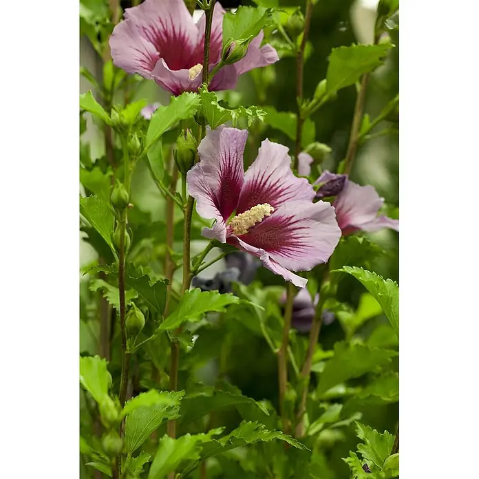 Pflanzen für dich Garteneibisch 60-80 cm - Hibiscus syriacus 'Russian Violet', Aktuelle Wuchshöhe: 60 cm - 80 cm - Nahaufnahme einer leuchtend lila-pinken Hibiskusblüte mit tiefrotem Zentrum und gelben Staubblättern, umgeben von grünen Blättern und Knospen.