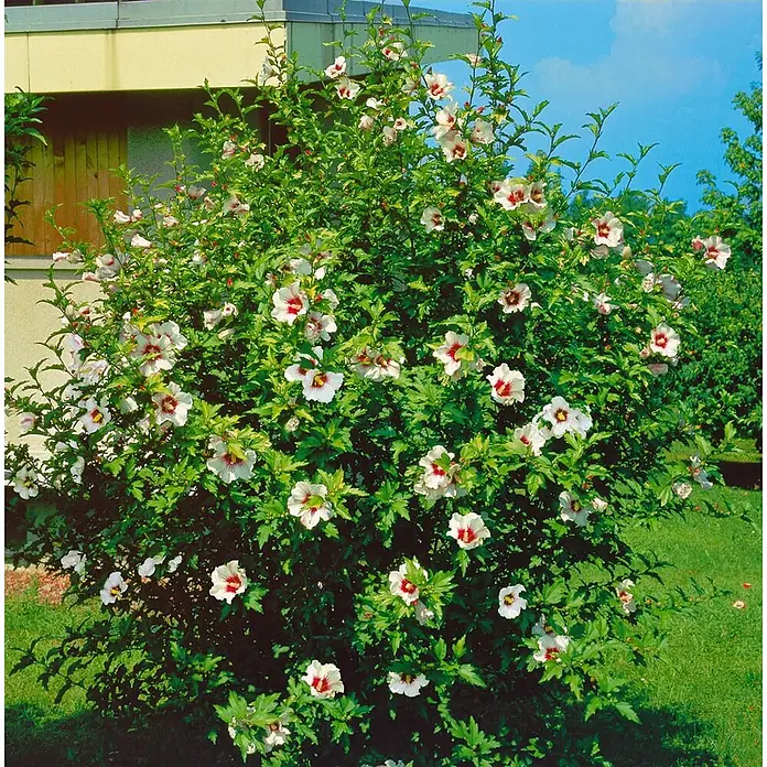 Pflanzen für dich Garteneibisch Garteneibisch - Hibiscus syriacus 'Red Heart', Aktuelle Wuchshöhe: 80 cm - 100 cm - Ein üppiger grüner Blütenstrauch mit weißen Blüten und roten Zentren in einem Garten neben einem Gebäude.
