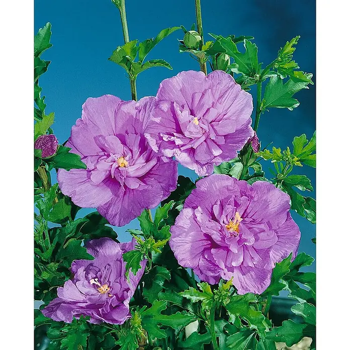 Pflanzen für dich Garteneibisch 60-80 cm - Hibiscus syriacus 'Lavender Chiffon', Aktuelle Wuchshöhe: 60 cm - 80 cm - Lebendige, violette Doppel-Hibiskusblüten mit grünem Laub vor blauem Hintergrund.