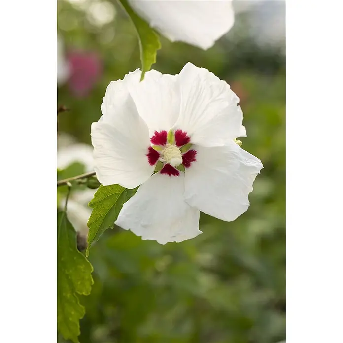 Pflanzen für dich Garteneibisch Garteneibisch - Hibiscus syriacus 'Red Heart', Aktuelle Wuchshöhe: 80 cm - 100 cm - Weiße Blüte mit einem dunkelroten Zentrum und einem hellgelben Stempel.