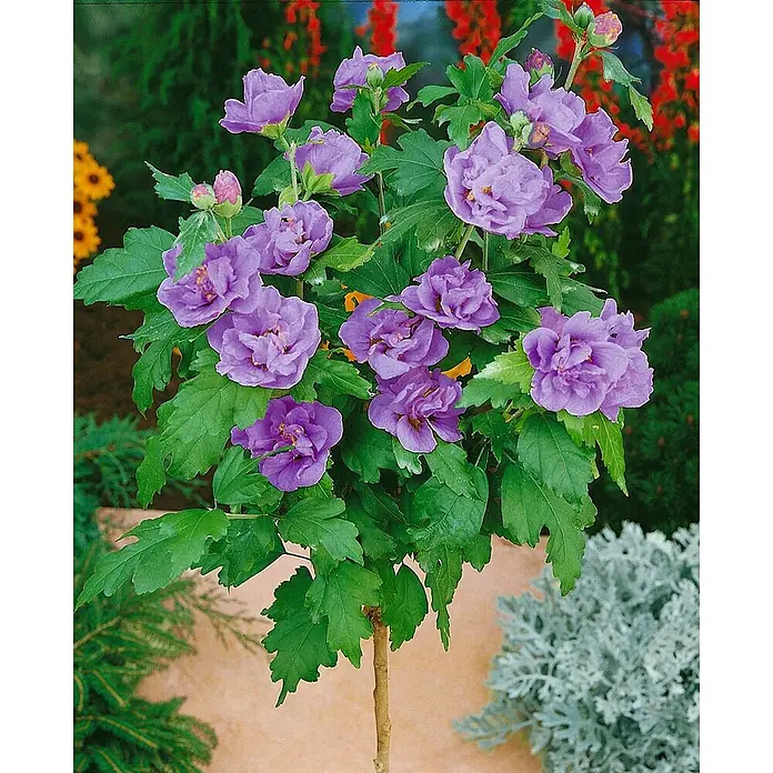Pflanzen für dich Garteneibisch 60-80 cm - Hibiscus syriacus 'Lavender Chiffon', Aktuelle Wuchshöhe: 60 cm - 80 cm - Eine lebhafte lila gefüllte Hibiskuspflanze, als kleiner Baum gezogen, mit grünen Blättern, blühend in einem Garten.