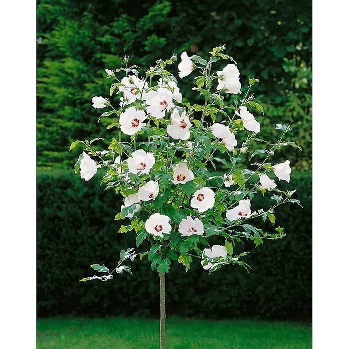 Pflanzen für dich Garteneibisch Garteneibisch - Hibiscus syriacus 'Red Heart', Aktuelle Wuchshöhe: 80 cm - 100 cm - Weißer Hibiskusbaum in Blüte mit rötlichen Zentren.