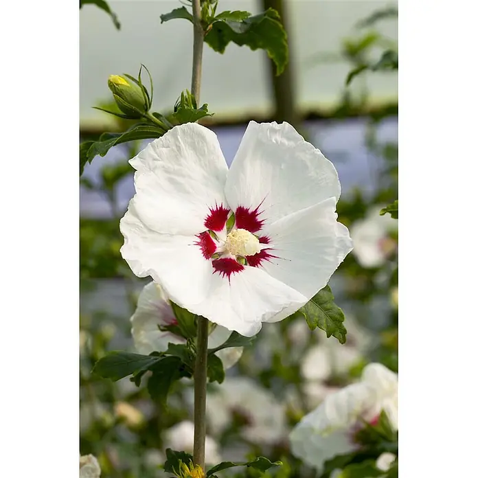 Pflanzen für dich Garteneibisch Garteneibisch - Hibiscus syriacus 'Red Heart', Aktuelle Wuchshöhe: 80 cm - 100 cm - Eine weiße Hibiskusblüte mit leuchtend rotem Zentrum und gelbem Stempel, blühend an einem grünen Stiel mit einer Knospe.