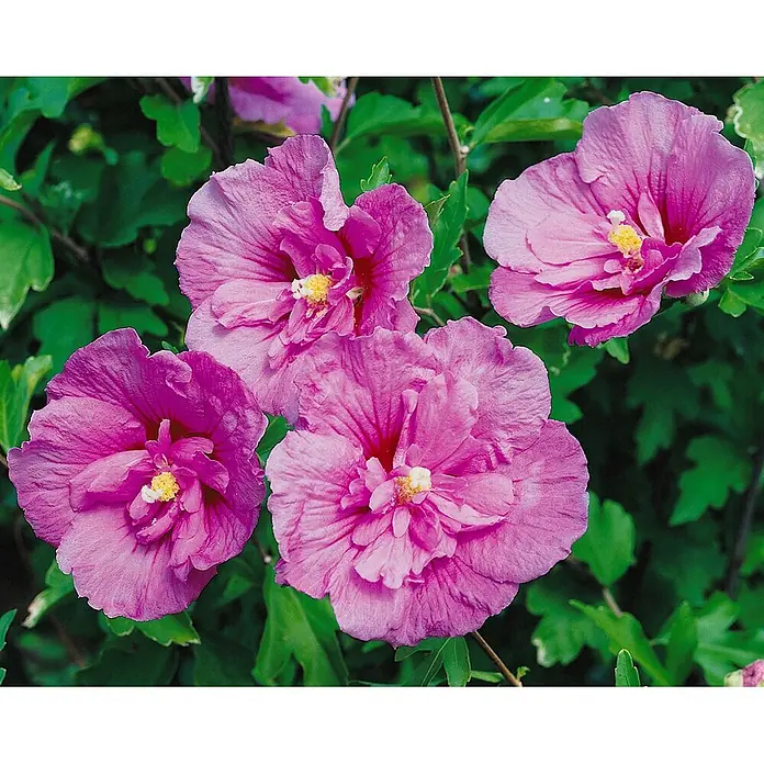 Pflanzen für dich Garteneibisch 60-80 cm - Hibiscus syriacus 'Lavender Chiffon', Aktuelle Wuchshöhe: 60 cm - 80 cm - Vier leuchtend rosa Hibiskusblüten mit gelben Zentren in voller Blüte.