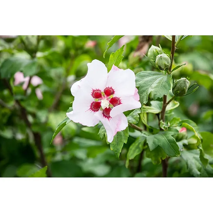 Pflanzen für dich Garteneibisch Garteneibisch - Hibiscus syriacus 'Red Heart', Aktuelle Wuchshöhe: 80 cm - 100 cm - Hellrosa Hibiskusblüte mit dunkelrotem Zentrum, umgeben von grünen Blättern und Knospen.