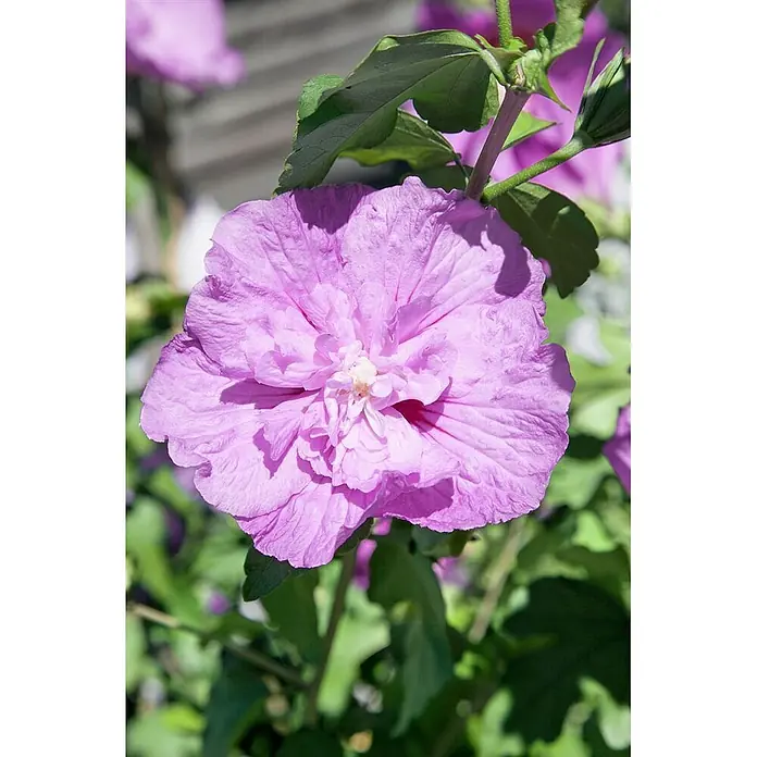Pflanzen für dich Garteneibisch 60-80 cm - Hibiscus syriacus 'Lavender Chiffon', Aktuelle Wuchshöhe: 60 cm - 80 cm - Eine große lila Blüte in voller Blüte mit gekräuselten Blütenblättern und grünem Laub im Hintergrund.