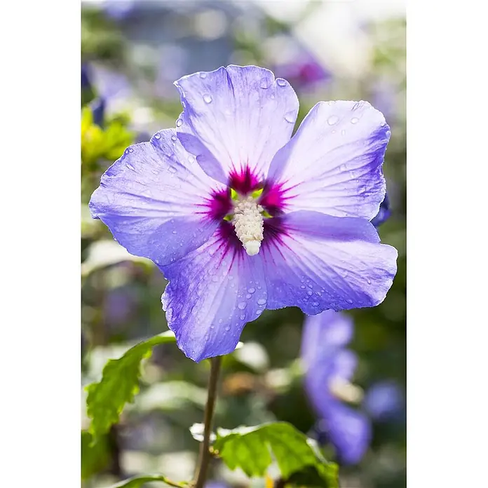 Pflanzen für dich Garteneibisch 60-80 cm - Hibiscus syriacus 'Marina', Aktuelle Wuchshöhe: 60 cm - 80 cm - Nahaufnahme einer leuchtend lila Hibiskusblüte mit dunklem pinkfarbenen Zentrum, bedeckt mit kleinen Wassertropfen.