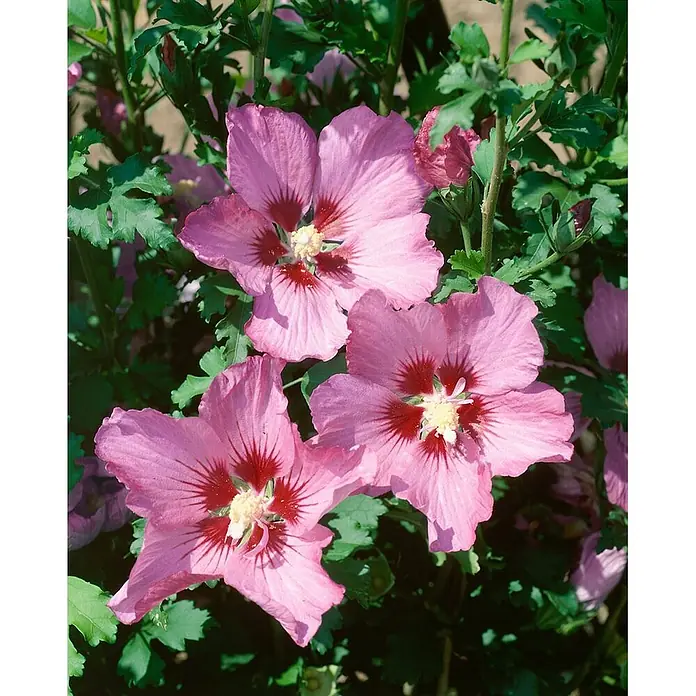 Pflanzen für dich Garteneibisch 40-50 cm - Hibiscus syriacus 'Walberton´s Rose Moon', Aktuelle Wuchshöhe: 40 cm - 50 cm - Leuchtend rosa Hibiskusblüten mit roten Zentren und gelben Staubgefäßen, umgeben von grünen Blättern.