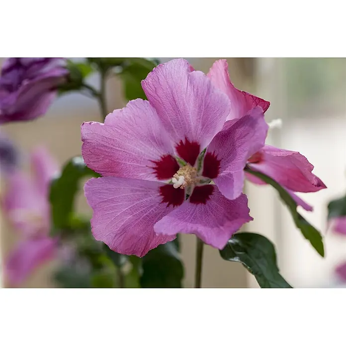Pflanzen für dich Garteneibisch 60-80 cm - Hibiscus syriacus 'Woodbridge', Aktuelle Wuchshöhe: 60 cm - 80 cm - Blühende rosa Hibiskusblüte mit dunkelrotem Zentrum und weißem Stempel.