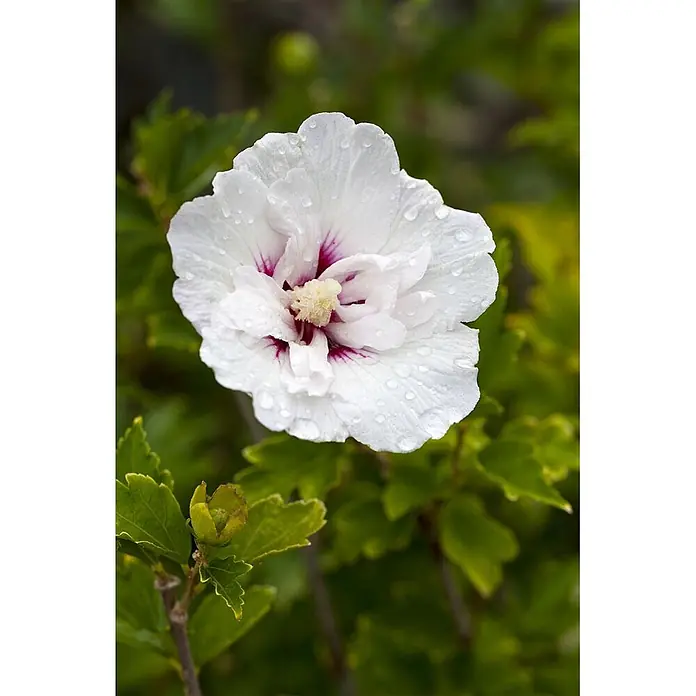 Pflanzen für dich Garteneibisch Garteneibisch - Hibiscus syriacus 'Pinky Spot', Aktuelle Wuchshöhe: 80 cm - 100 cm - Weißer Hibiskus mit tiefrotem Zentrum und Wassertropfen auf den Blütenblättern.