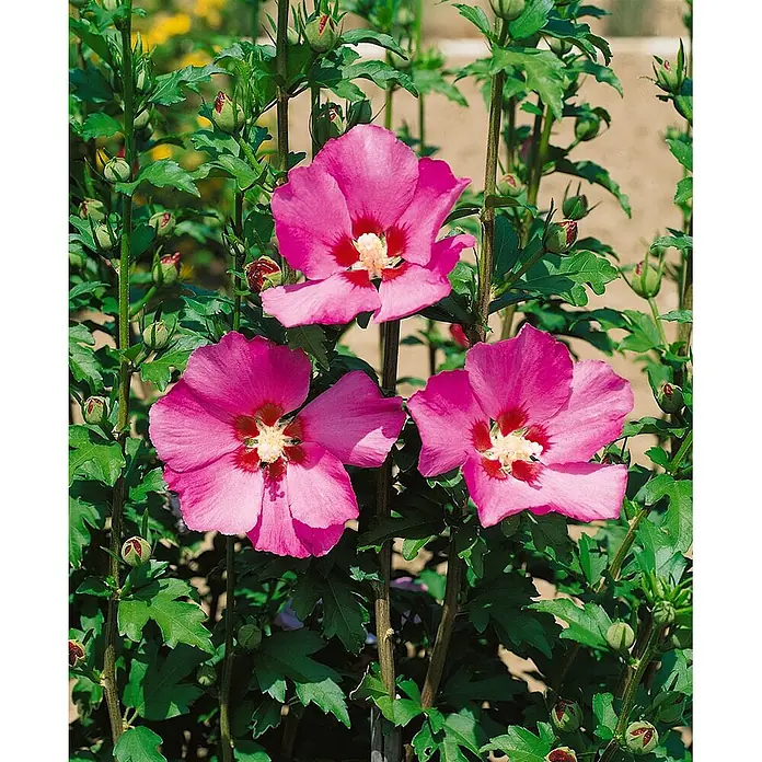 Pflanzen für dich Garteneibisch 60-80 cm - Hibiscus syriacus 'Maike', Aktuelle Wuchshöhe: 60 cm - 80 cm - Drei leuchtend pinke Hibiskusblüten mit roten Zentren an einer grünen Pflanze mit Knospen.