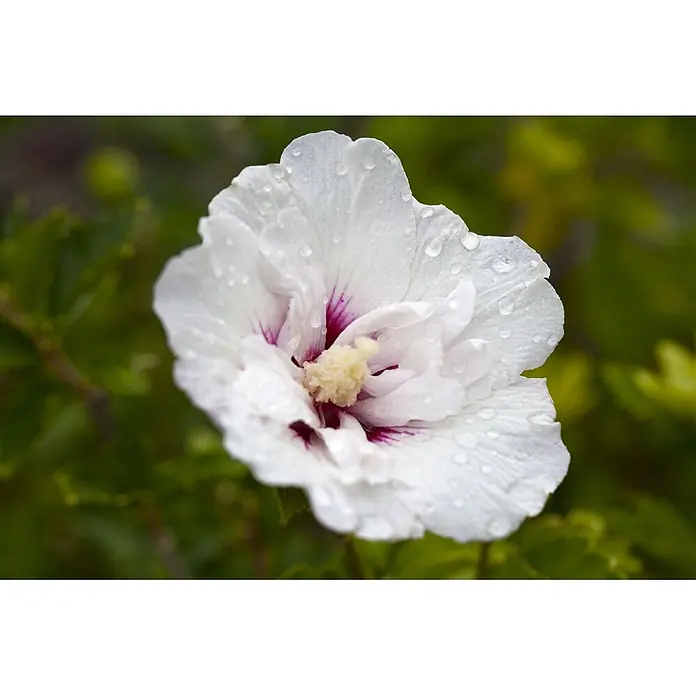 Pflanzen für dich Garteneibisch Garteneibisch - Hibiscus syriacus 'Pinky Spot', Aktuelle Wuchshöhe: 80 cm - 100 cm - Nahaufnahme einer weißen Hibiskusblüte mit dunkelrosafarbenem Zentrum und sichtbaren Wassertropfen auf den Blütenblättern.