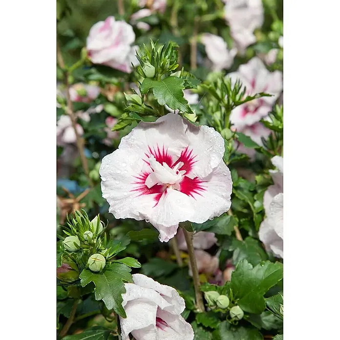 Pflanzen für dich Garteneibisch 40-60 cm - Hibiscus syriacus 'Helene', Aktuelle Wuchshöhe: 40 cm - 60 cm - Weisse Hibiskusblüte mit rotem Zentrum und Wassertropfen. Umgeben von grünen Blättern und Knospen.