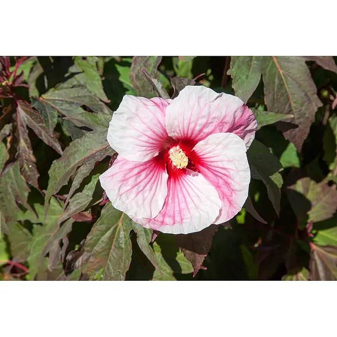 Pflanzen für dich Garteneibisch Garteneibisch - Hibiscus syriacus 'Pinky Spot', Aktuelle Wuchshöhe: 80 cm - 100 cm - Rosa-weiße Blüte mit rotem Zentrum und gelbem Stempel, umgeben von dunklen Blättern.