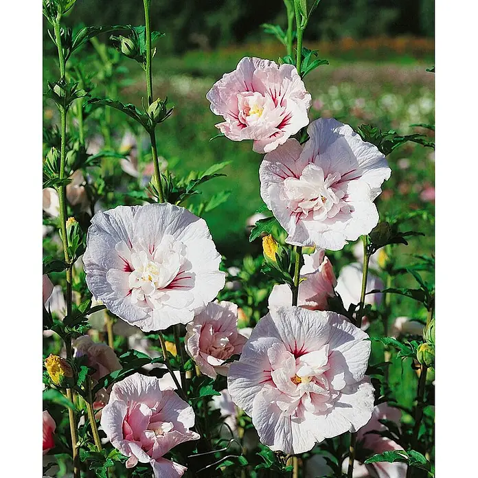 Pflanzen für dich Garteneibisch 40-60 cm - Hibiscus syriacus 'China Chiffon', Aktuelle Wuchshöhe: 40 cm - 60 cm - Hellrosa Hibiskusblüten mit roten Zentren blühen.