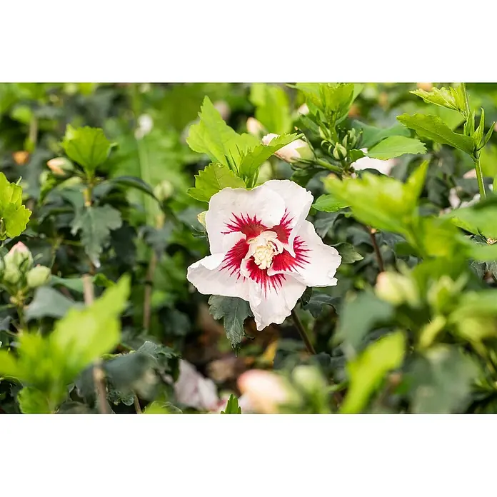 Pflanzen für dich Garteneibisch 40-60 cm - Hibiscus syriacus 'Helene', Aktuelle Wuchshöhe: 40 cm - 60 cm - Weiße Hibiskusblüte mit auffälliger roter Mitte, eingebettet in lebendiges grünes Laub und Knospen.