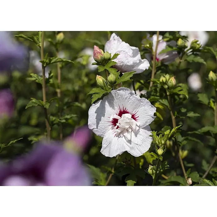 Pflanzen für dich Garteneibisch 40-60 cm - Hibiscus syriacus 'China Chiffon', Aktuelle Wuchshöhe: 40 cm - 60 cm - Weiße Hibiskusblüte mit rotem Zentrum, blühend an einer Pflanze inmitten grünen Laubs.