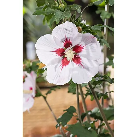 Pflanzen für dich  Garteneibisch 40-60 cm