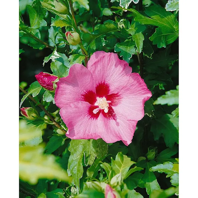 Pflanzen für dich Garteneibisch 60-80 cm - Hibiscus syriacus 'Aphrodita', Aktuelle Wuchshöhe: 60 cm - 80 cm - Leuchtend rosa Hibiskusblüte mit tiefroter Mitte, umgeben von grünen Blättern und geschlossenen Knospen, blühend an einer Pflanze.